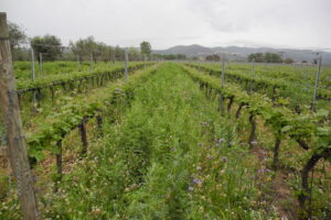 azienda-vitivinicola