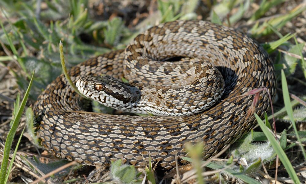 vipera