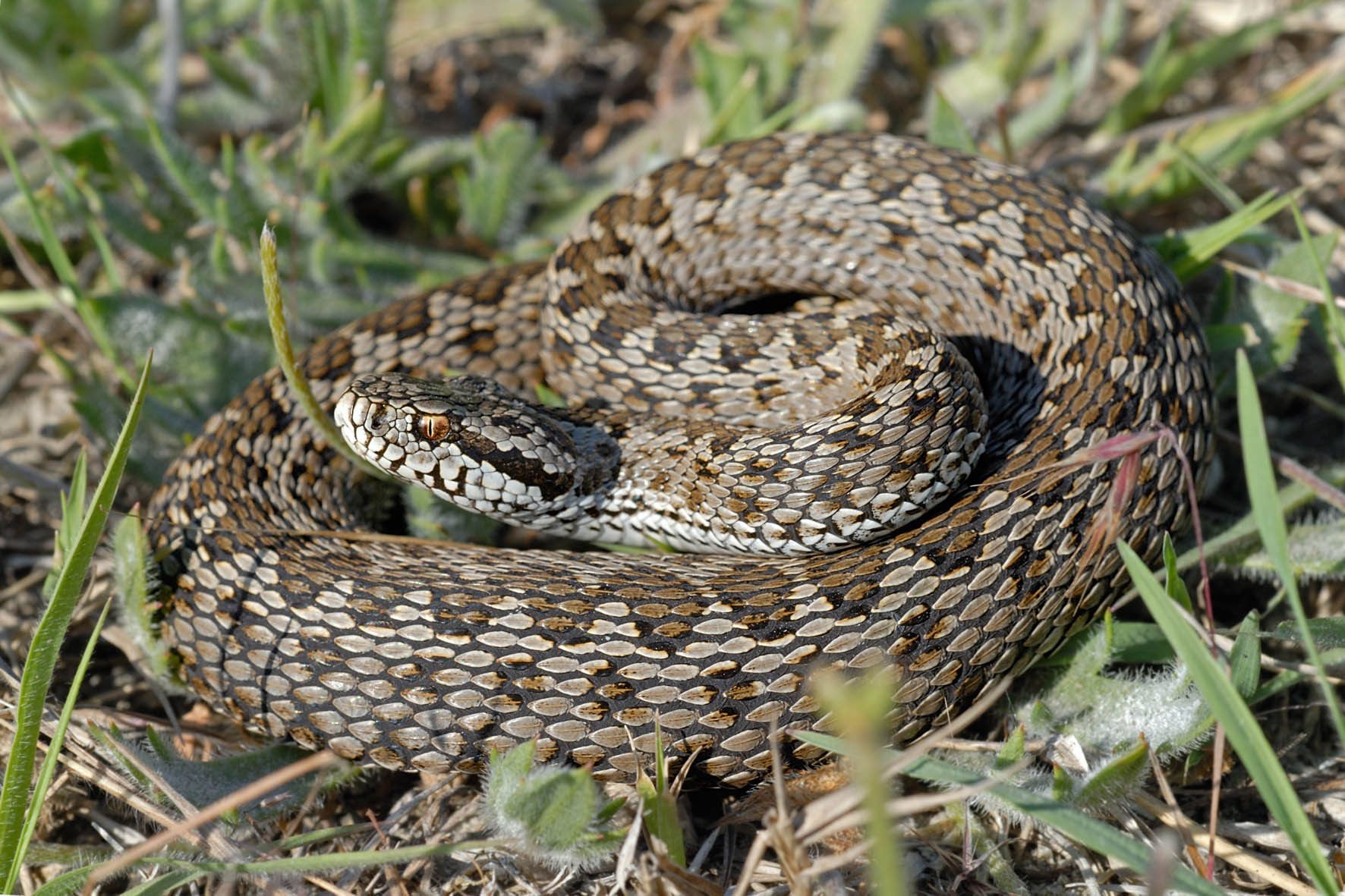 vipera