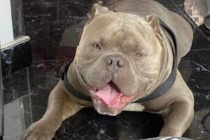 american-bully