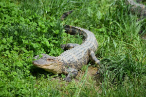 coccodrillo