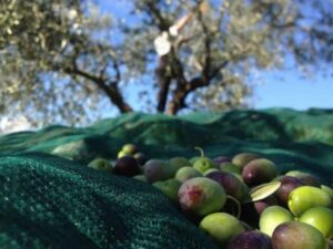 raccogliere-olive