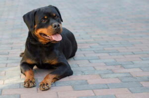 rottweiler-cane