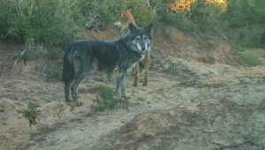 cane lupo