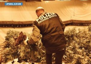 Polizia sequestra 140 kg di marijuana, arrestato 76enne a Niscemi