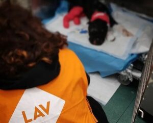 E’ morto Aron, il cane legato e bruciato vivo a Palermo