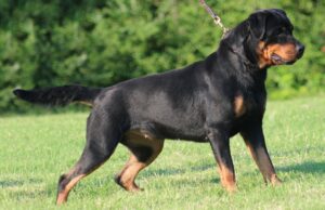 rottweiler-1