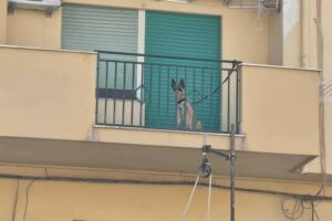 cane-balcone-palermo