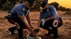 cucciolo floridia carabinieri