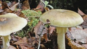 amanita phalloides